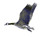 bird-01.gif