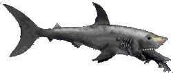 shark_4.gif
